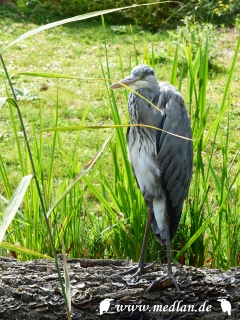 Zoo Leipzig: Vogel